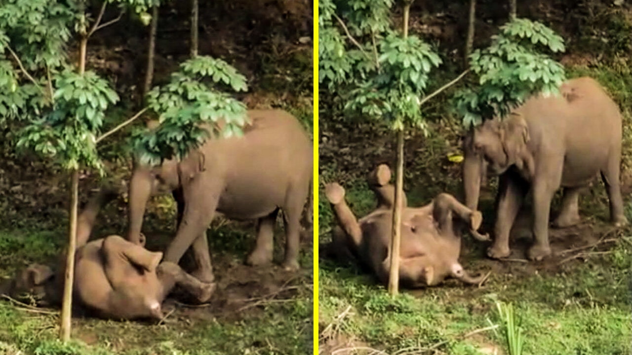 Mother Elephant Reunited With Her Baby_ Really Heart Touching Scene