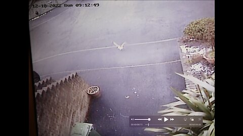 HE CAN CATCH BIRDS IN FLIGHT