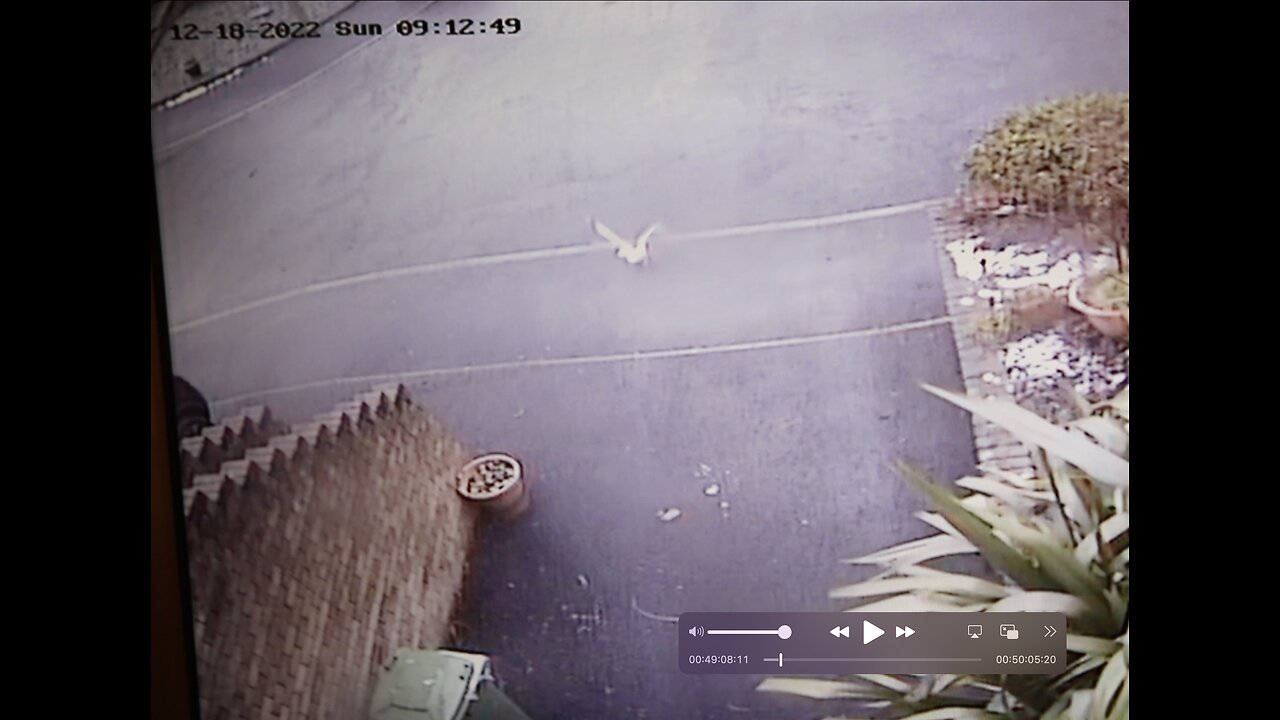 HE CAN CATCH BIRDS IN FLIGHT