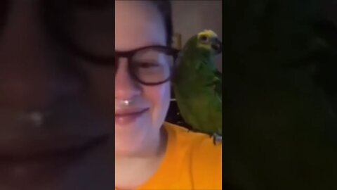 funny parrot