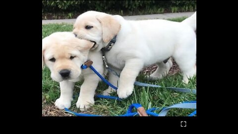 Funniest & Cutest Labrador Puppies - 2 - Funny Puppy Videos 2020