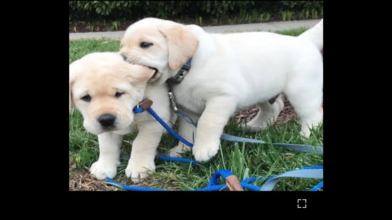 Funniest & Cutest Labrador Puppies - 2 - Funny Puppy Videos 2020