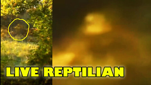 669. FOREST CAUGHT REPTILIAN NEW FOOTAGE!