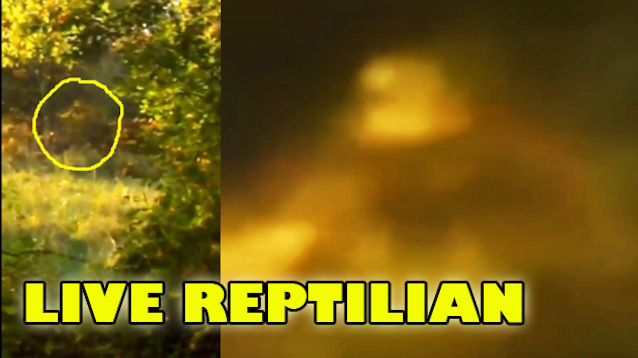669. FOREST CAUGHT REPTILIAN NEW FOOTAGE!