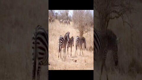 wild life zebra