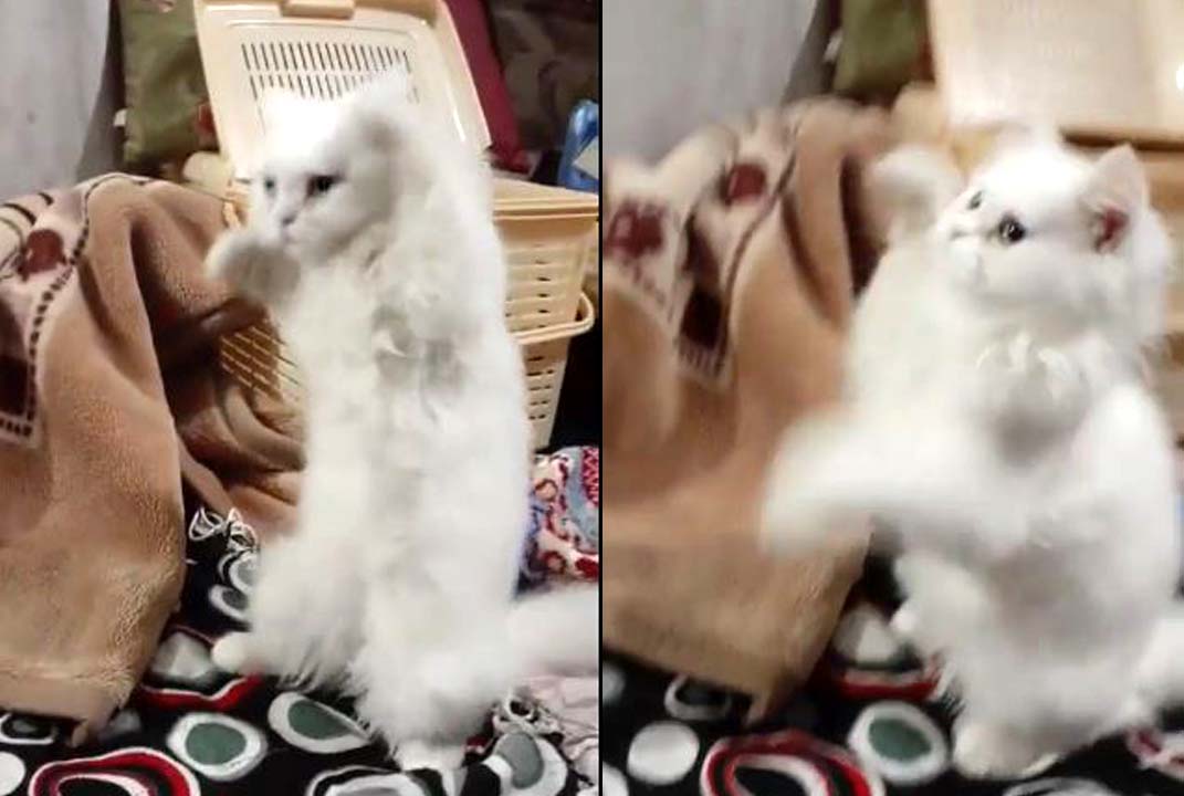 Foodie Kitten Gone Extremely Crazy When See It's Favorite Dish "Chicken"