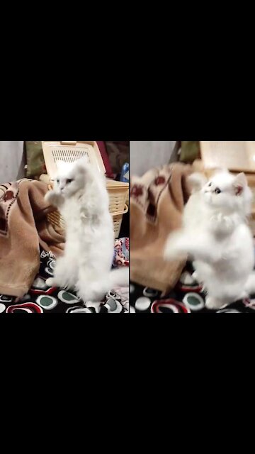 Foodie Kitten Gone Extremely Crazy When See It's Favorite Dish "Chicken"