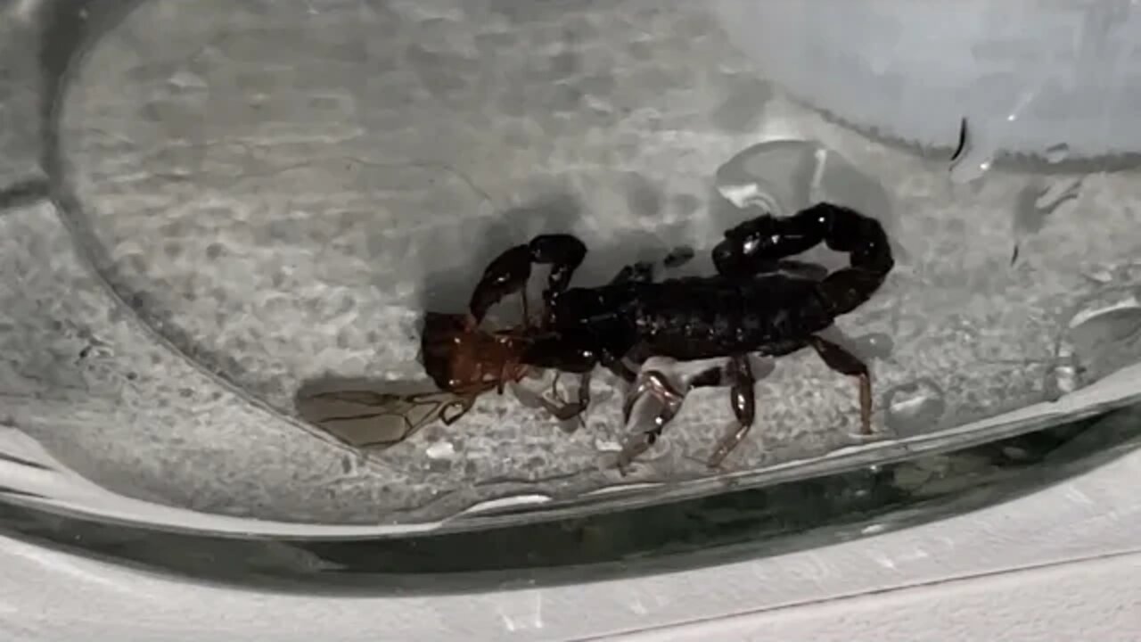 🦂 Escorpião Preto (bothriurus bonariensis) se Alimentando de Cupim Voador