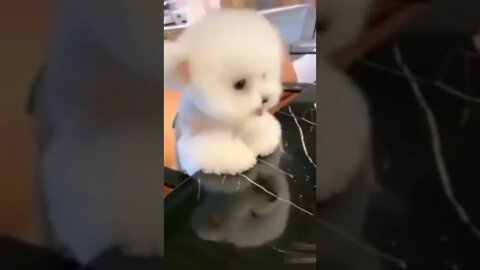 Beautiful and cutest puppy #shorts #dog #doglover