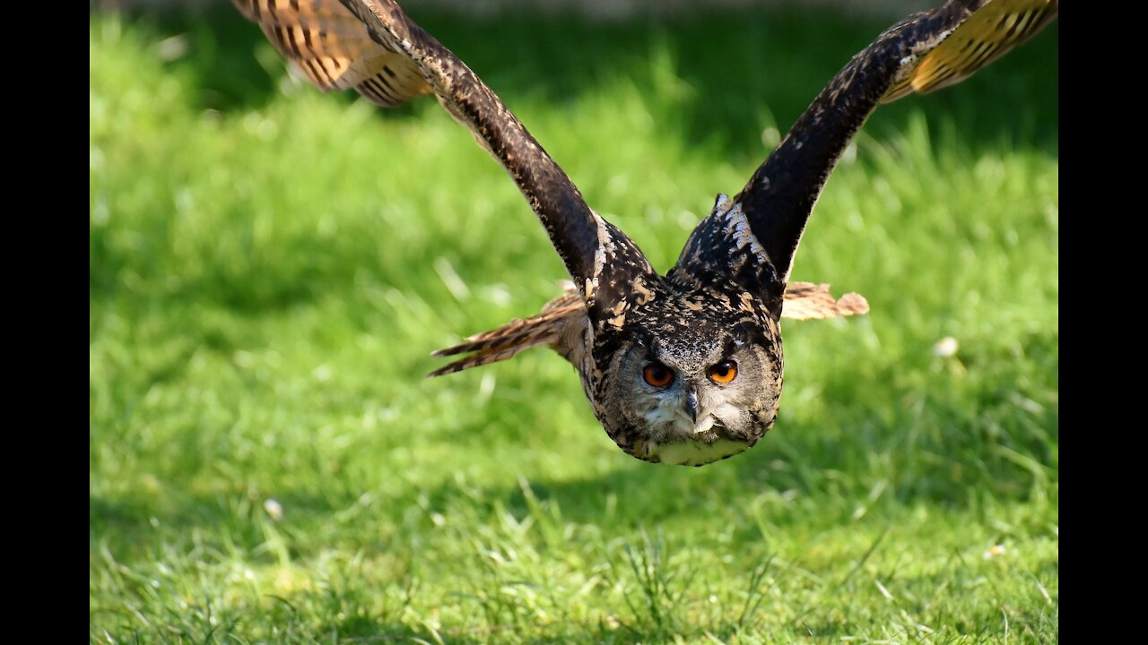 Great Horned Owl on the Hunt