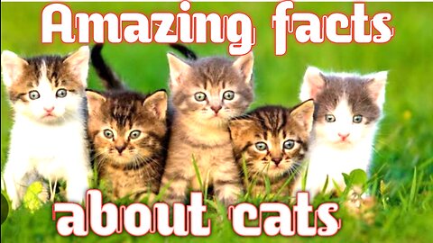 Amazing facts about cats |different breeds of cats