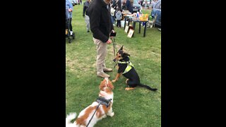 1 Man & 2 Dogs On A Carboot - How long until boredom ?? 😂