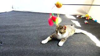 Kitten Plays With Toy