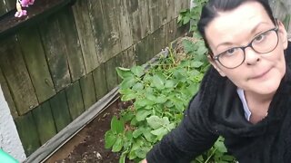 First Potato Harvest Of 2022