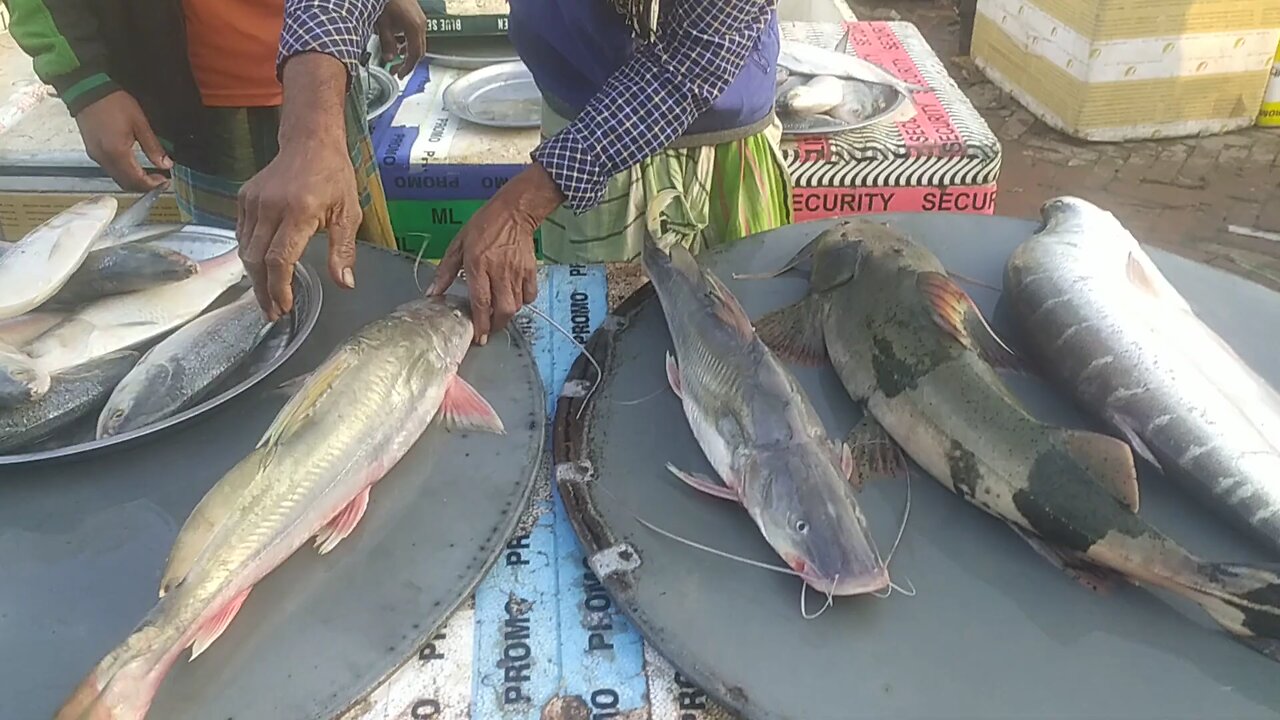 Padma river fish