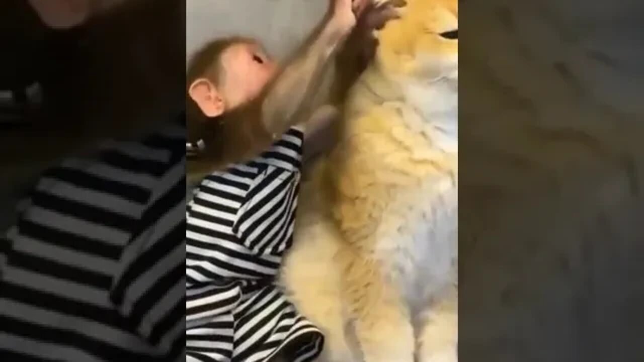 funny cat videos cute cat videos cute animals funny cats #shorts #shortsfunny #cutecat #funnycat