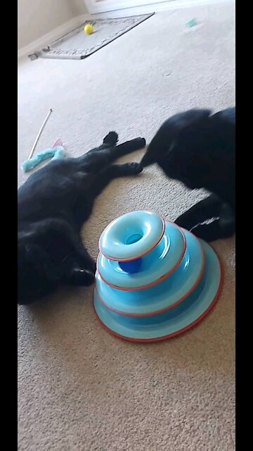 One cat will get the ball