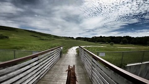 Horse Jogging on Wooden Bridge Over a River 🐴 (widescreen 😲)