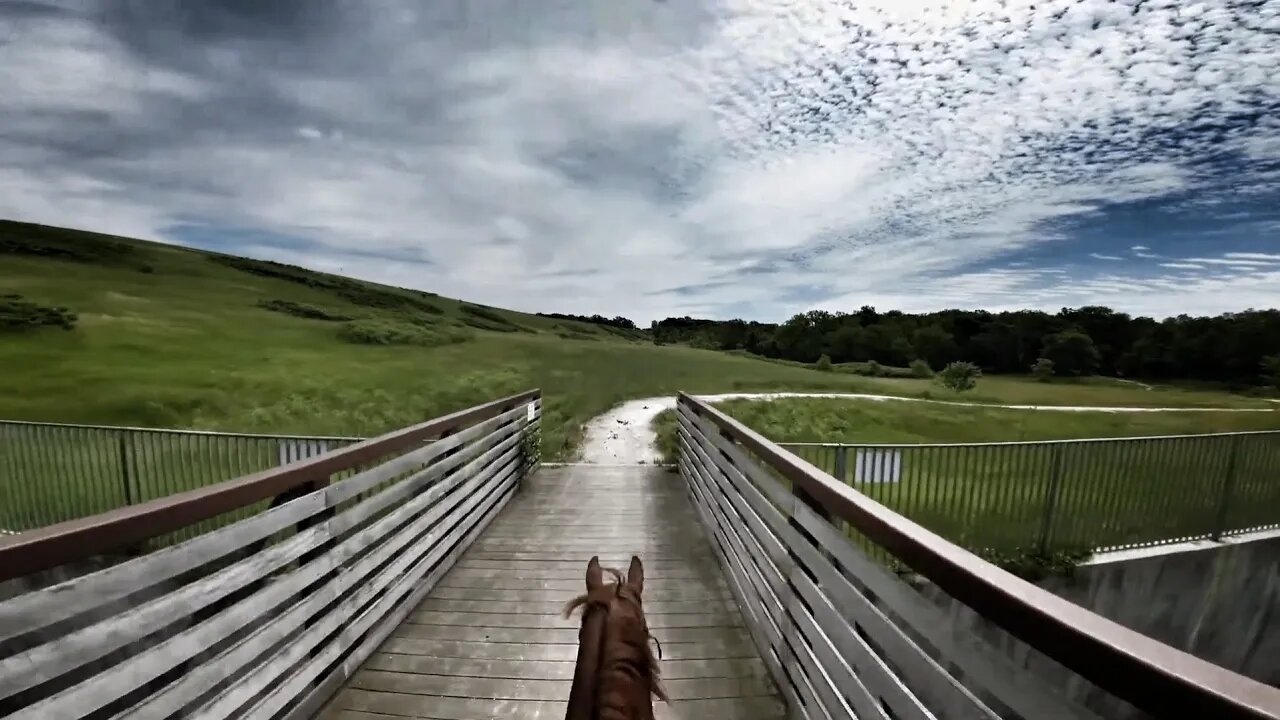 Horse Jogging on Wooden Bridge Over a River 🐴 (widescreen 😲)