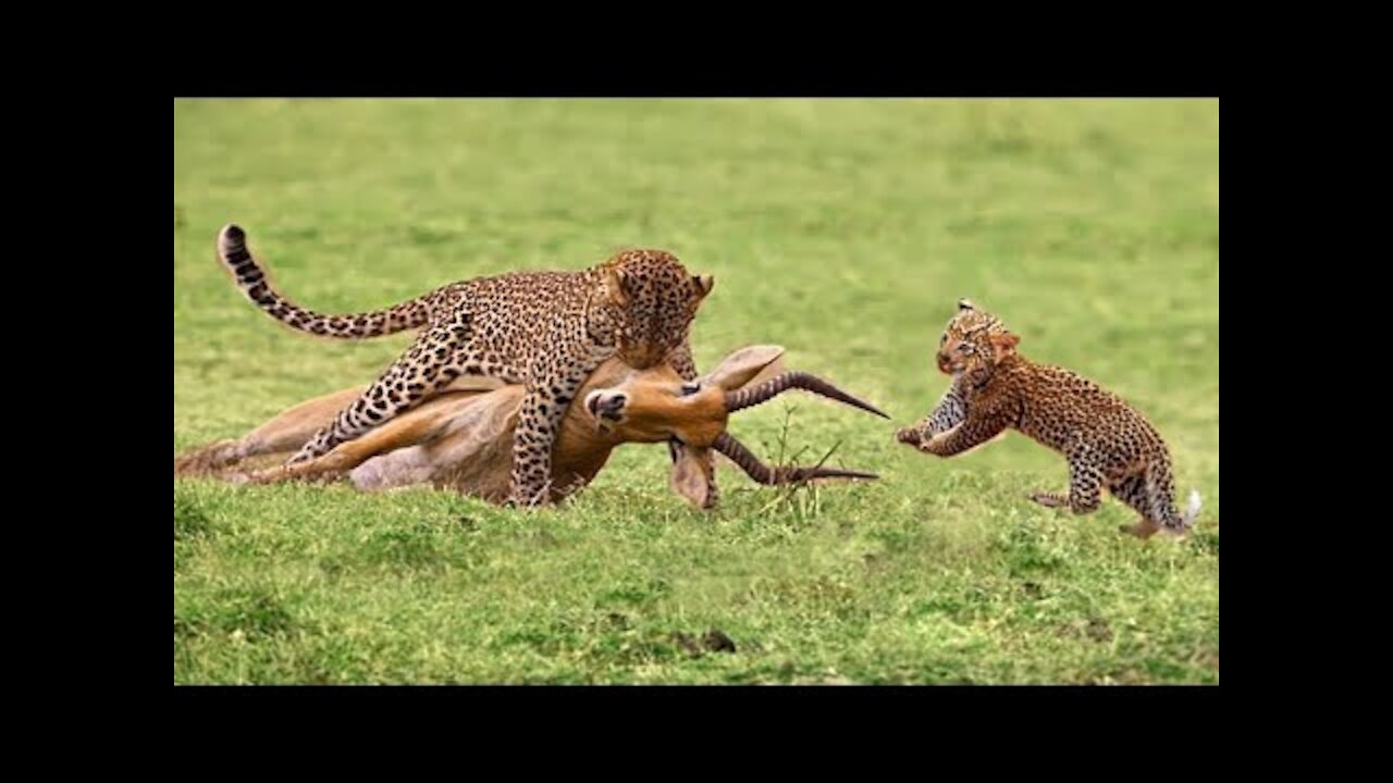 Leopard Vs impala |Amazing Hunting Video