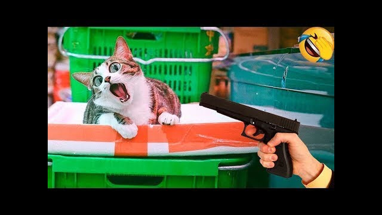 Best Funny Animal Videos Of The 2023 🤣 - Funniest Cats And Dogs Videos 😺😍😂🐶 Funny cat & dog videos 😍