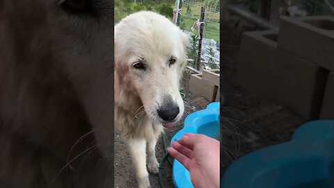 Stella the rescue maremma learning to enjoy new treats #livestockguardiandog