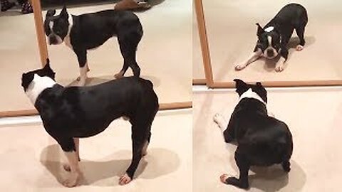 Funny Cute Dog playing mirror ll cut pets and animal videos
