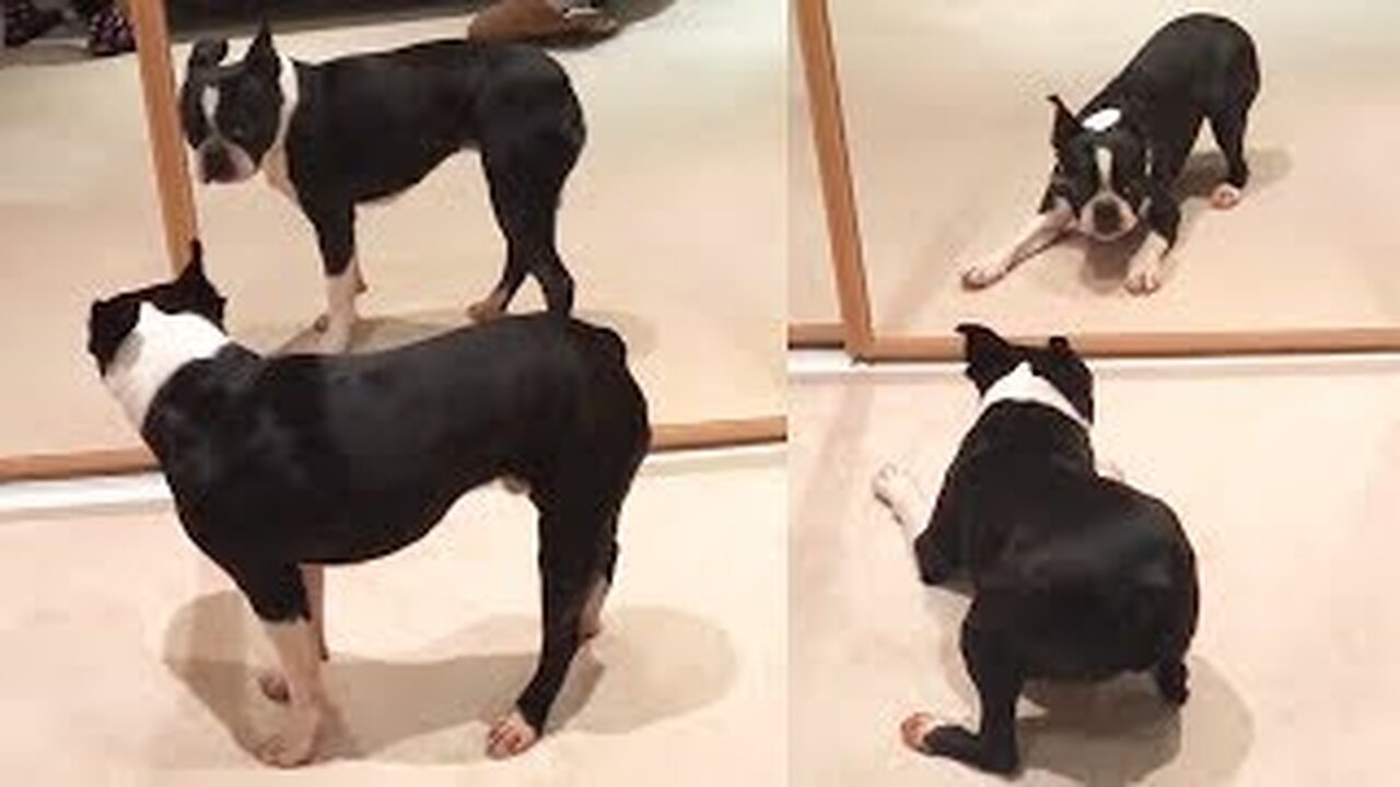 Funny Cute Dog playing mirror ll cut pets and animal videos