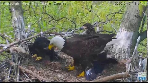 Hays Eagles Mom comes in H12 thinks she has food then Mom protects nest 2020 05 03 139pm