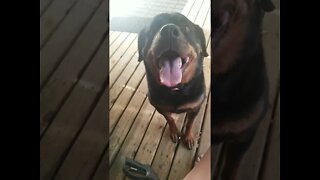 Rottweiler ASMR#Shorts #rottweiler😍💖💜💛
