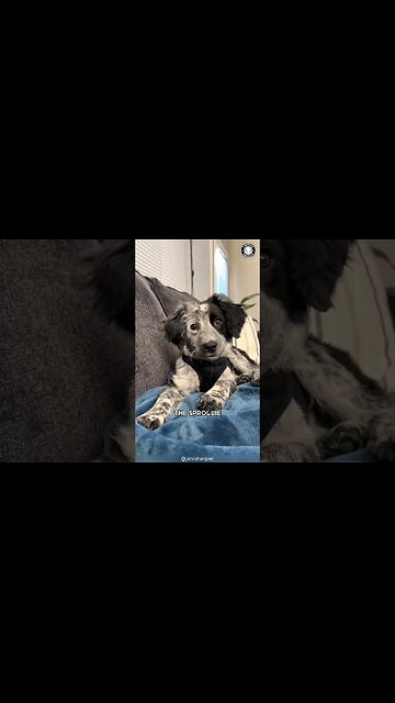 Sprollie 🐕 The Dynamic Springer-Collie Mix!