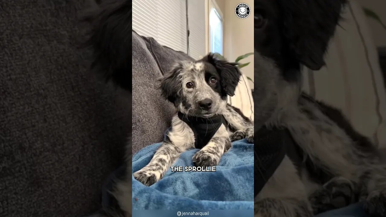 Sprollie 🐕 The Dynamic Springer-Collie Mix!