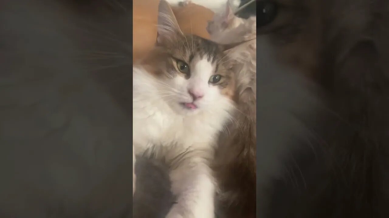 Kitty Cat Forgets Tongue is Out