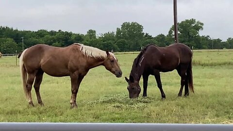 Walking & Talking Horse Stuff and Mouse Story