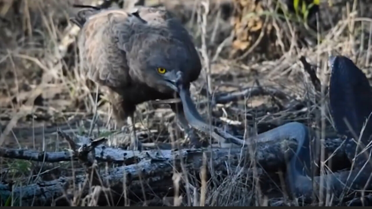 When an eagle attacks a cobra