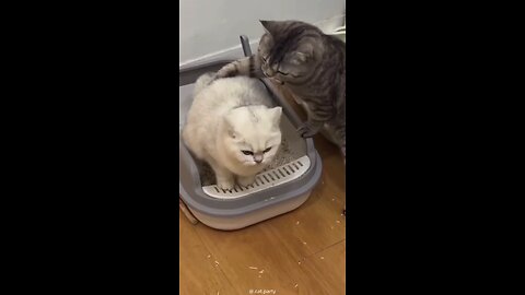 Crazy Funny Cats