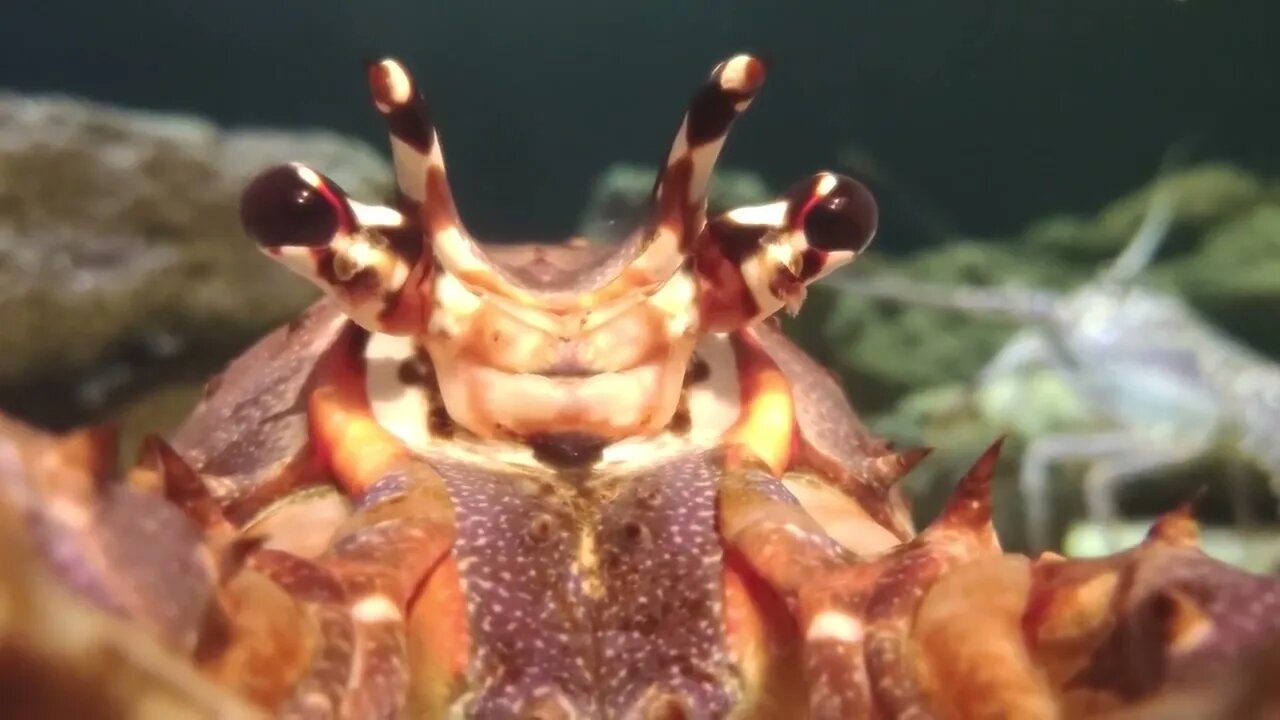 Giant Lobster on the sea floor close up7