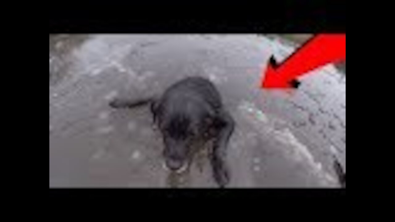Rescuers Saves A Dog From Freezing By Taking A Terrible Risk