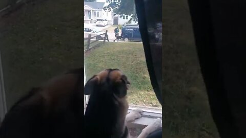 My Shepsky Looses It When She Sees Her Sister #shorts #shepsky #dogs #pets