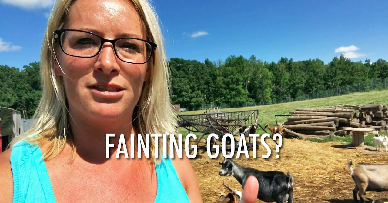 Fainting Goats! Ever Seen Them? (2018)