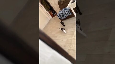 Synchronized cats..🐈🐾🤩