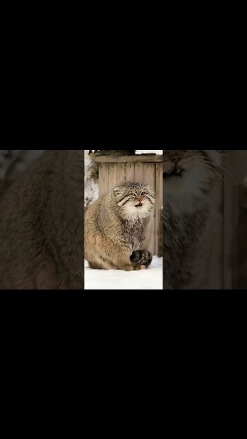 Is That A Cat Or! #UbertainmentFun #Shorts #ytshorts #youtubeshorts #cat #animal #viralvideo2022