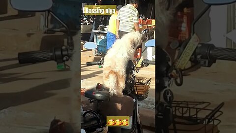 cute puppy #fypシ #pets #funnyvideo #cute