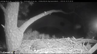 🥚 Mom Returns to Owlet After Rat Delivery 🦉 2:18:22 05:26