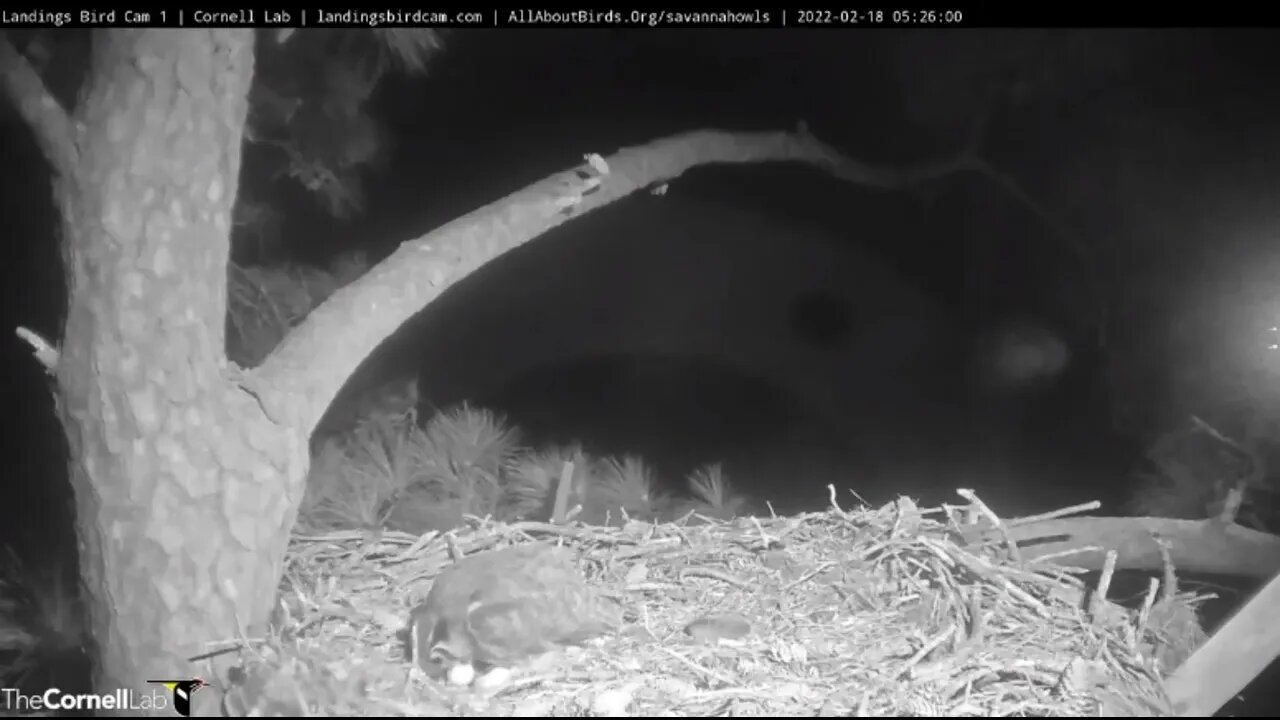 🥚 Mom Returns to Owlet After Rat Delivery 🦉 2:18:22 05:26