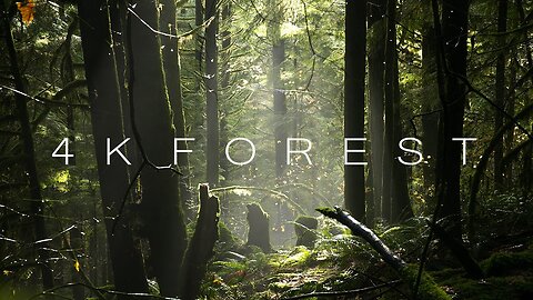 4K Forest - Cinematic Forest - 4K Nuture Video Ultra HD