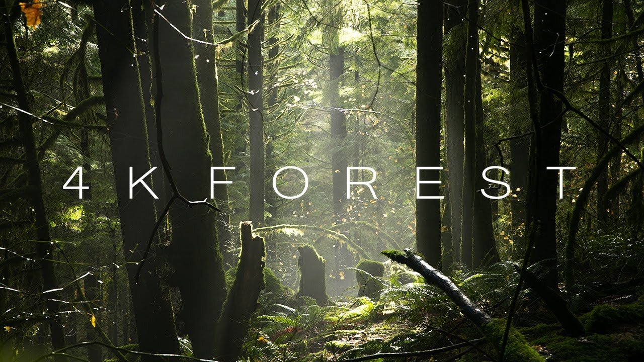 4K Forest - Cinematic Forest - 4K Nuture Video Ultra HD