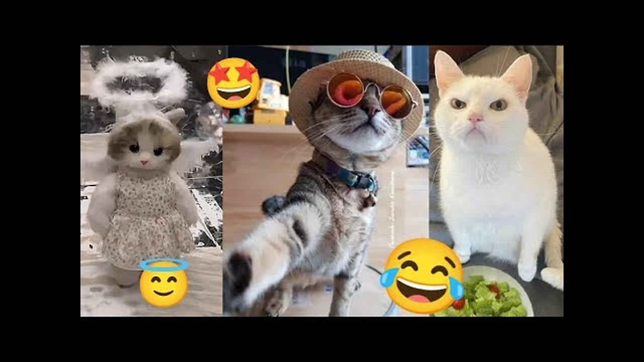 Pranks with cats