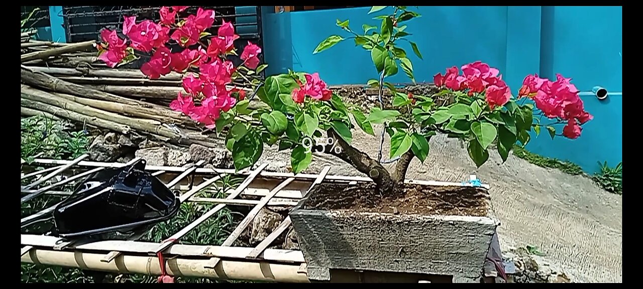 Bougenville Bonsai