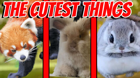 The Cutest Animals of The Week!